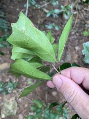 Cupaniopsis wadsworthii