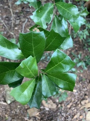 Cupaniopsis wadsworthii