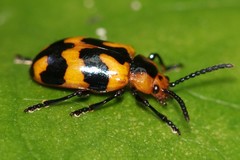 Phyllocharis undulata