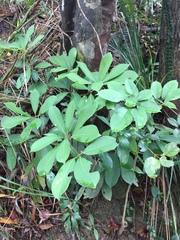 Heptapleurum arboricola