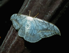 Drepana pallida