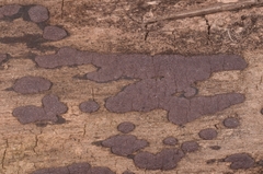 Hypoxylon vogesiacum