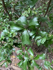 Cupaniopsis wadsworthii