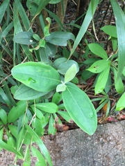 Rhodomyrtus tomentosa