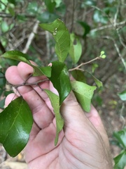 Cupaniopsis wadsworthii