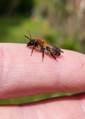 Andrena varians