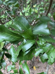 Cupaniopsis wadsworthii