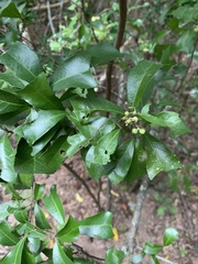 Cupaniopsis wadsworthii