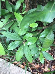 Psychotria asiatica