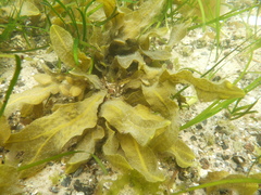 Fucus serratus