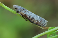 Lamoria anella