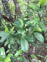 Acronychia pedunculata