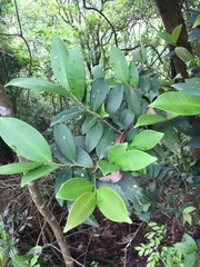 Pentaphylacaceae