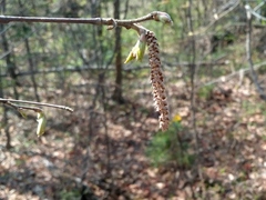 Corylus sieboldiana mandshurica