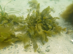 Fucus serratus