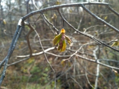 Corylus sieboldiana mandshurica