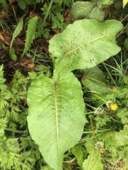 Rumex obtusifolius