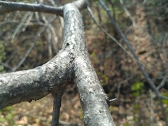 Corylus sieboldiana mandshurica