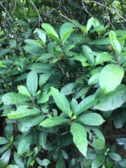 Psychotria asiatica