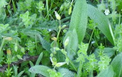 Cerastium brachypetalum