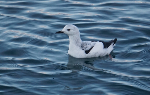 Arao aliblanco (Cepphus grylle)