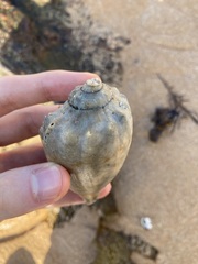 Amoria hunteri