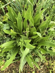 Plantago lanceolata