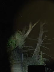 Tsuga chinensis