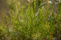 Baccharis boliviensis