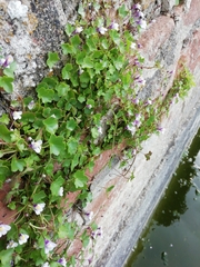 Cymbalaria muralis