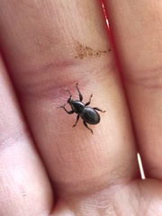 Psallidium