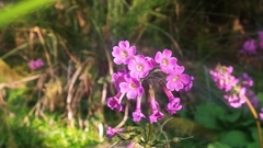 Primula miyabeana