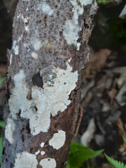 Crustomyces subabruptus