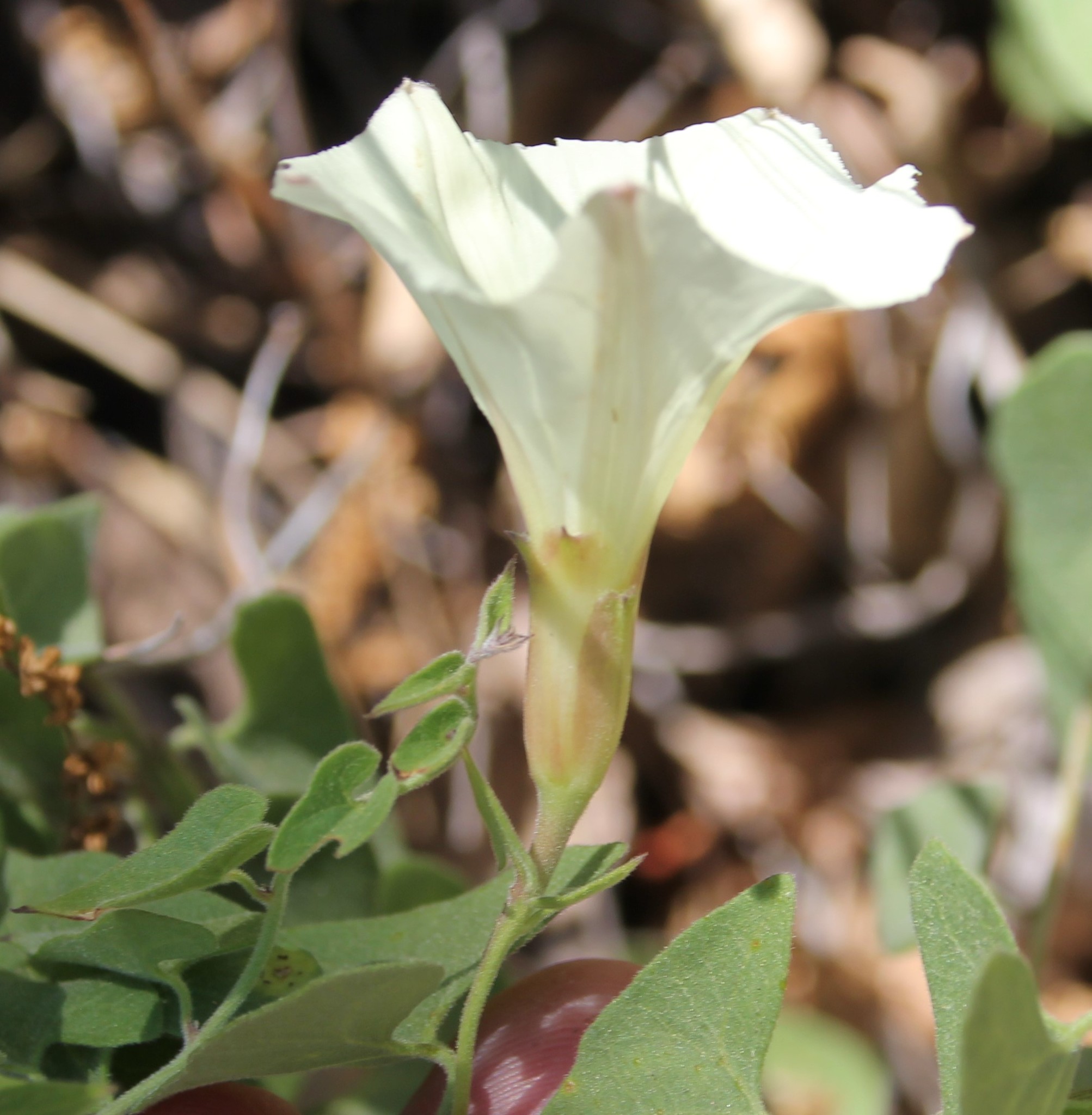 Calystegia occidentalis ssp. fulcrata