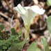 Calystegia occidentalis fulcrata - Photo (c) Millie Basden, some rights reserved (CC BY), uploaded by Millie Basden