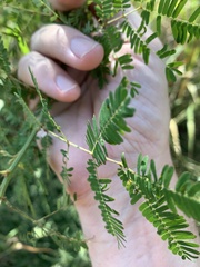 Desmanthus pernambucanus