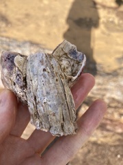 Austromegabalanus nigrescens