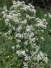 Anthriscus sylvestris