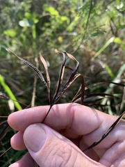 Desmanthus pernambucanus