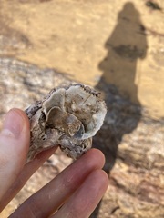 Austromegabalanus nigrescens