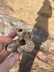 Austromegabalanus nigrescens