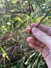 Desmanthus pernambucanus