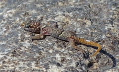 Pachydactylus maraisi
