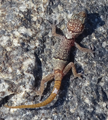 Pachydactylus maraisi