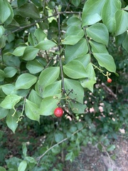 Strychnos psilosperma