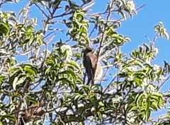 Coliiformes