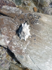 Scutellastra longicosta