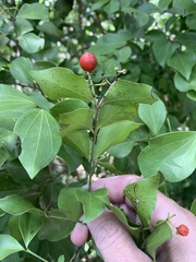 Strychnos psilosperma