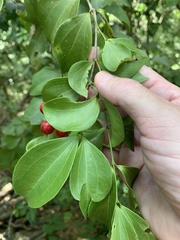 Strychnos psilosperma