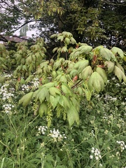 Acer pseudoplatanus